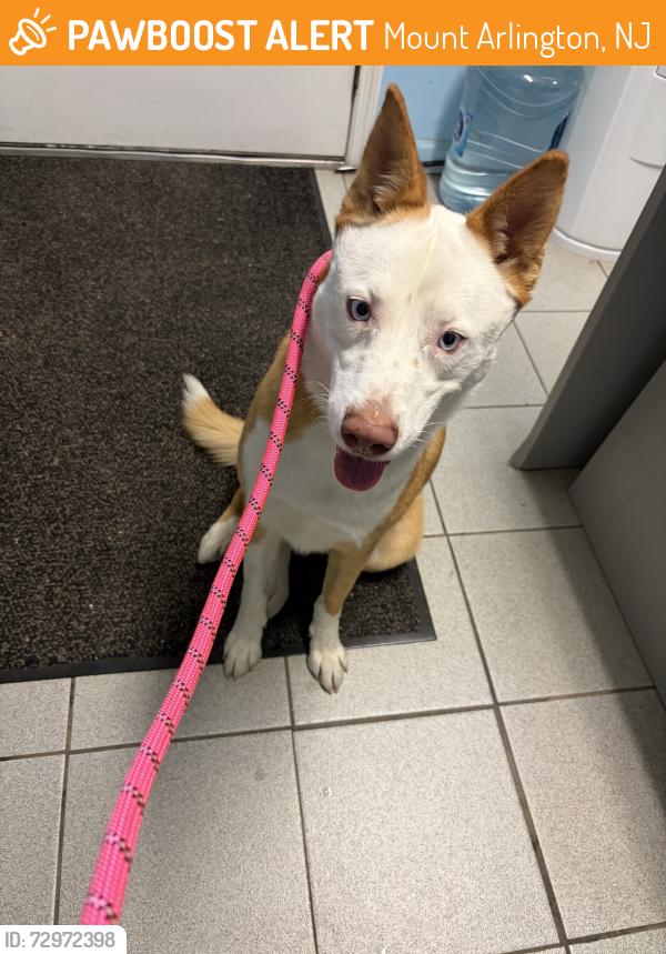 Found/Stray Female Dog last seen Chestnut, Mount Arlington, NJ 07856