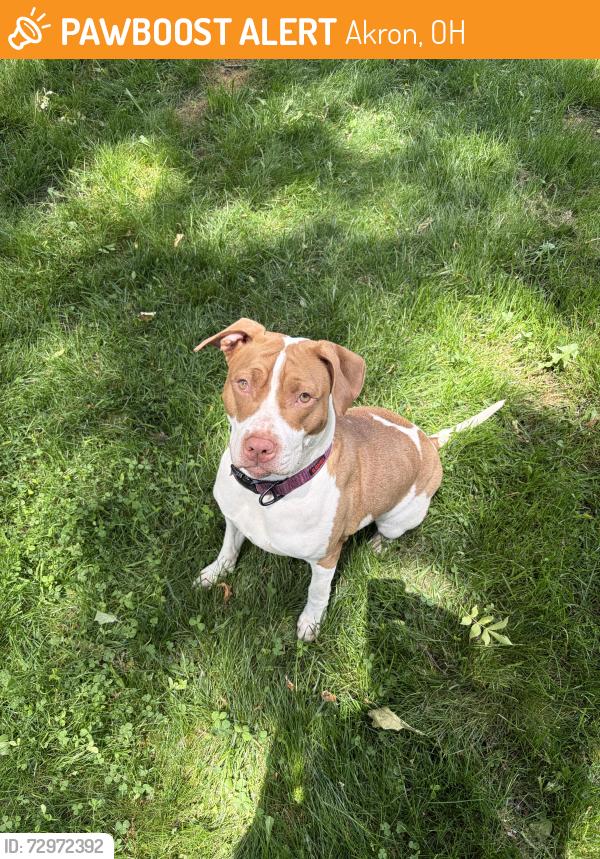 Surrendered Female Dog last seen Avalon Ave & Stadelman, Akron, OH 44320