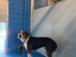 Shelter Stray Male Dog last seen Near BLK S MT VERNON AV BAKERSFIELD,CA, Bakersfield, CA 93307