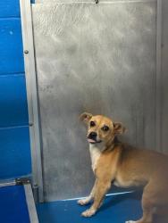 Shelter Stray Female Dog last seen Near BLK OSWELL PARK DR BAKERSFIELD,CA, Bakersfield, CA 93307