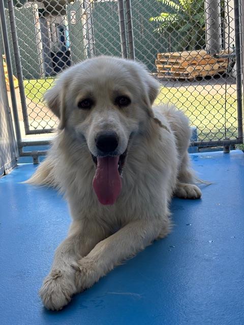 Shelter Stray Male Dog last seen Near BLK E 11TH ST. BAKERSFIELD, CA, Bakersfield, CA 93307