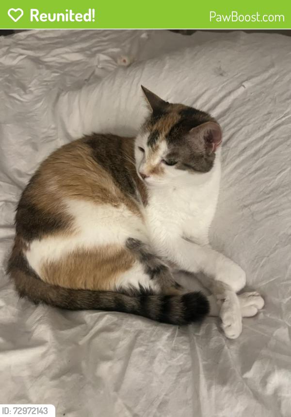 Reunited Female Cat last seen Smithstone and Powers Ferry, Marietta, GA 30067