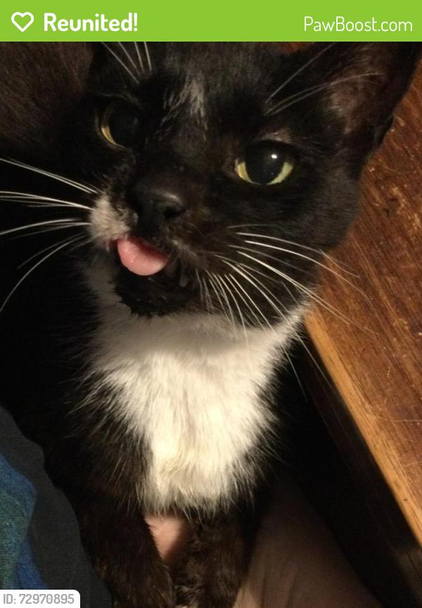 Reunited Male Cat last seen Early Rise St, Raleigh,North Carolina , Raleigh, NC 27610