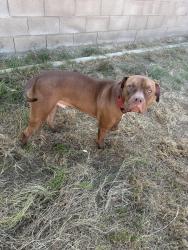 Found/Stray Male Dog last seen Wible rd Bakersfield , Bakersfield, CA 93313