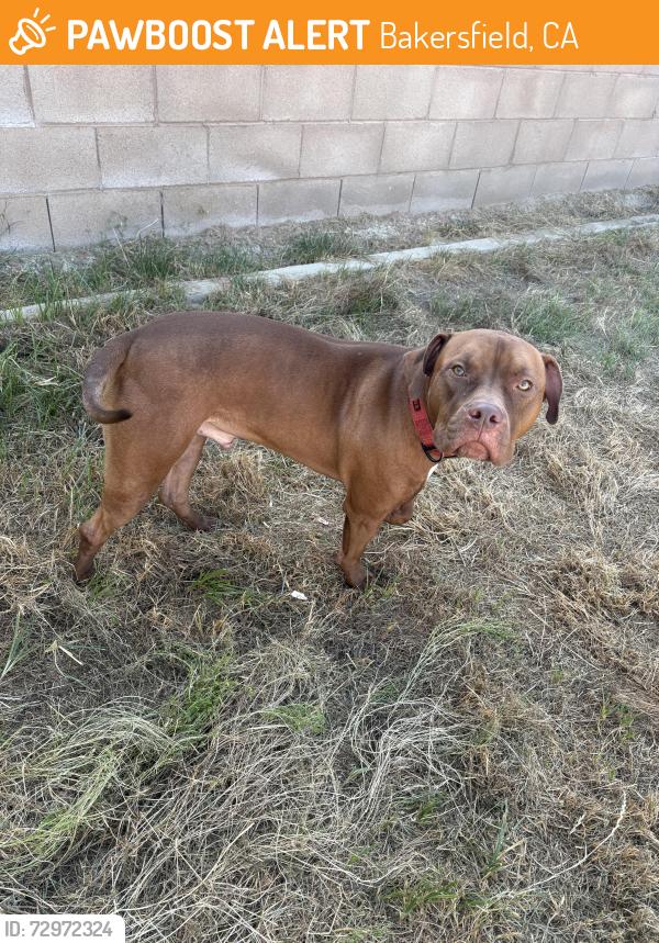 Found/Stray Male Dog last seen Wible rd Bakersfield , Bakersfield, CA 93313