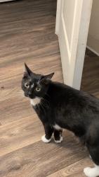 Reunited Female Cat last seen Elk Grove boulevard , Elk Grove, CA 95624