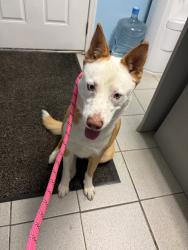 Reunited Female Dog last seen McGregor Ave, Mt Arlington, NJ 07856, USA, Mount Arlington, NJ 07856