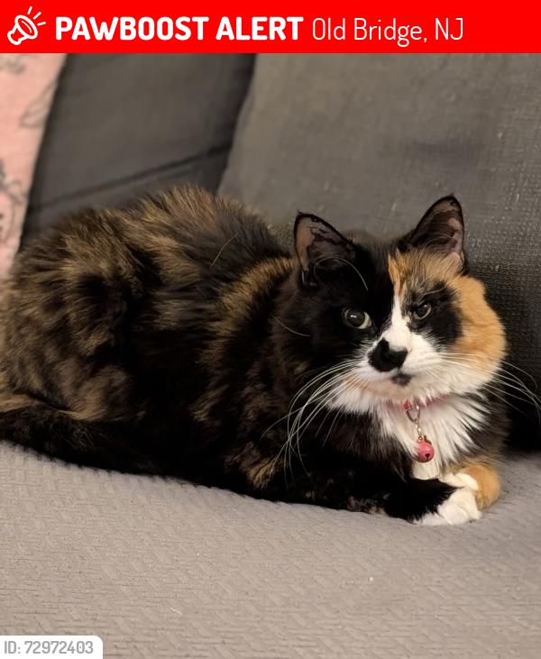 Lost Female Cat last seen Laurie Court in Canton Woods, Old Bridge, NJ 07747