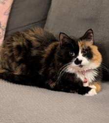 Lost Female Cat last seen Laurie Court in Canton Woods, Old Bridge, NJ 07747