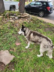 Found/Stray Unknown Dog last seen 2nd at and shasta, McAllen, TX 78504