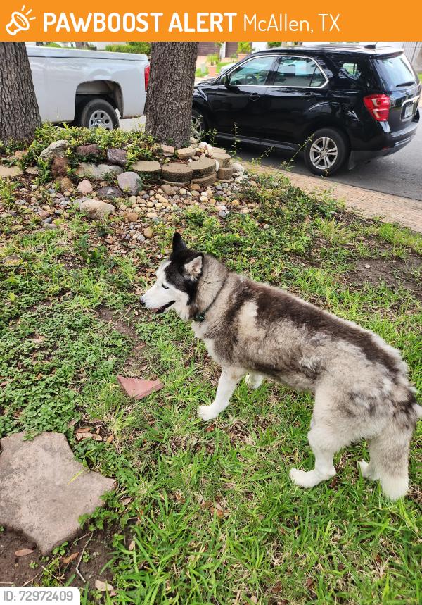 Found/Stray Unknown Dog last seen 2nd at and shasta, McAllen, TX 78504