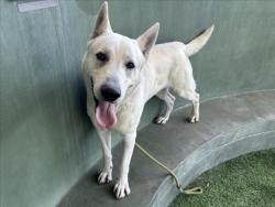 Shelter Stray Male Dog last seen , Los Angeles, CA 91405