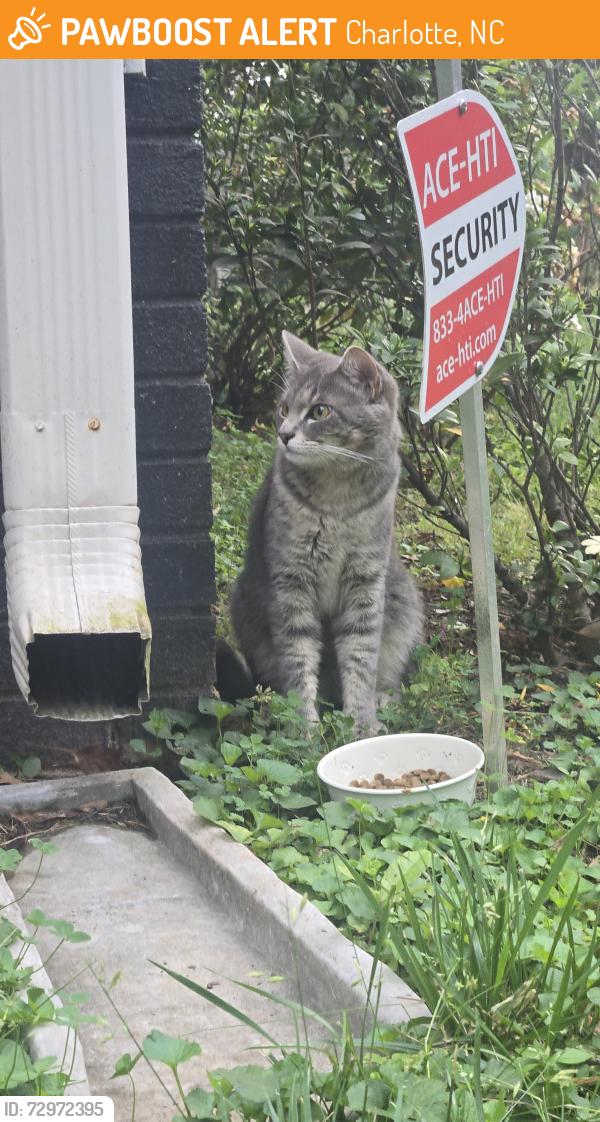 Found/Stray Male Cat last seen Bertonley, Charlotte, NC 28211