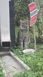 Found/Stray Male Cat last seen Bertonley, Charlotte, NC 28211