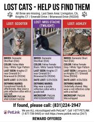 Lost Male Cat last seen Emerald DR / Briarwood DR, Livingston, CA 95334