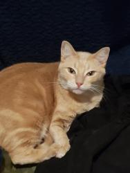 Lost Male Cat last seen El Comino Real neighborhood, San Marcos, TX 78666
