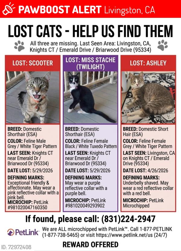 Lost Male Cat last seen Emerald DR / Briarwood DR, Livingston, CA 95334