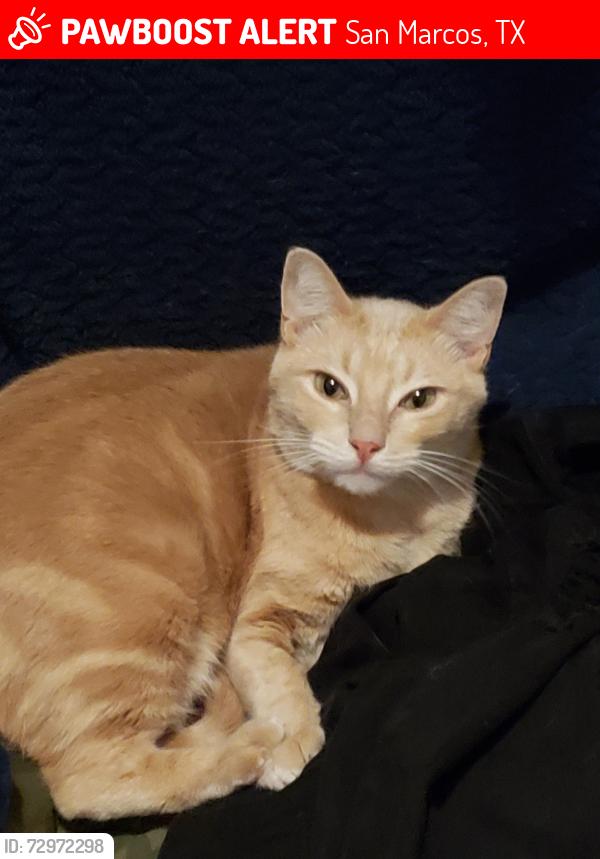Lost Male Cat last seen El Comino Real neighborhood, San Marcos, TX 78666