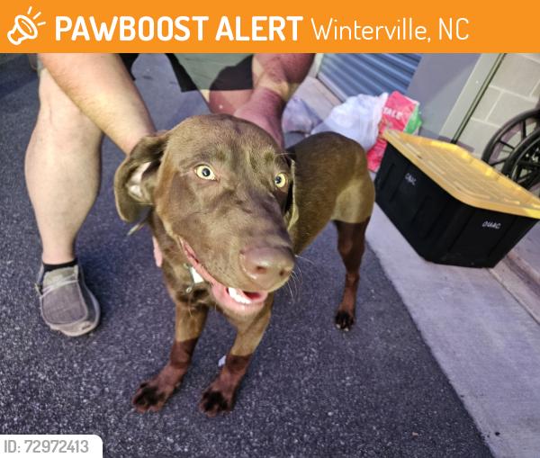 Found/Stray Male Dog last seen Near Reedy Branch Rd, Winterville, NC 28590·, Winterville, NC 28590