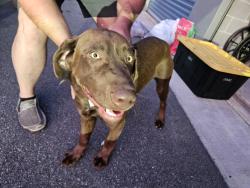 Found/Stray Male Dog last seen Near Reedy Branch Rd, Winterville, NC 28590·, Winterville, NC 28590