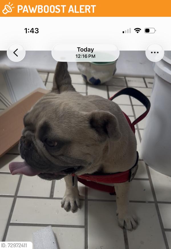 Found/Stray Male Dog last seen Linea Del cielo , Rancho Santa Fe, CA 92067