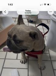 Found/Stray Male Dog last seen Linea Del cielo , Rancho Santa Fe, CA 92067