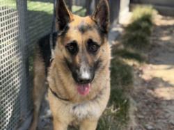 Shelter Stray Male Dog last seen , Los Angeles, CA 90047