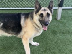 Shelter Stray Female Dog last seen , Los Angeles, CA 90047