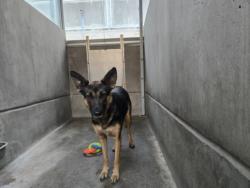 Shelter Stray Female Dog last seen , San Pedro, CA 90731