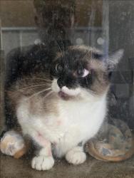 Shelter Stray Female Cat last seen , 957 N Gaffey St, San Pedro, CA 90731, USA