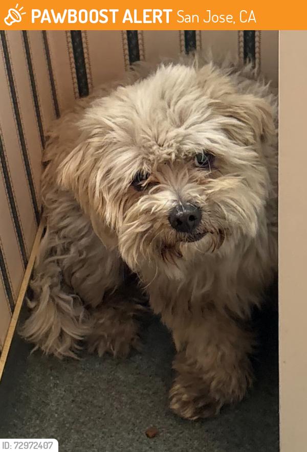Found/Stray Male Dog last seen Alameda and Hedding, San Jose, CA 95126