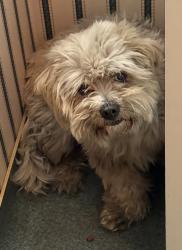 Found/Stray Male Dog last seen Alameda and Hedding, San Jose, CA 95126