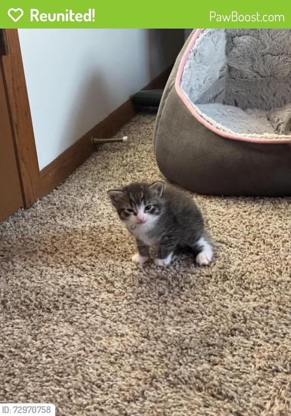 Reunited Male Cat last seen Pullman ave, Saint Paul Park, MN 55071
