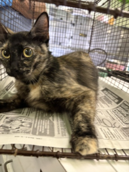 Shelter Stray Female Cat last seen , Los Angeles, CA 90047
