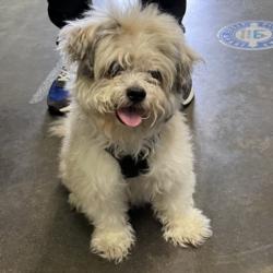 Shelter Stray Male Dog last seen , Los Angeles, CA 90047