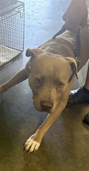 Shelter Stray Male Dog last seen , Los Angeles, CA 90047