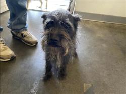 Shelter Stray Unknown Dog last seen , Los Angeles, CA 90047