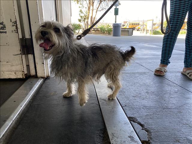Shelter Stray Unknown Dog last seen , Los Angeles, CA 90047