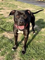 Shelter Stray Male Dog last seen SWITZER,63136, 10521 Baur Blvd, Olivette, MO 63132, USA