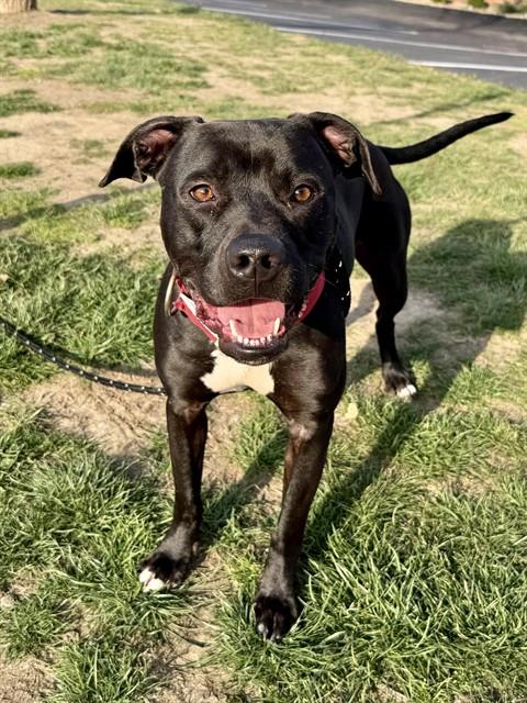 Shelter Stray Male Dog last seen SWITZER,63136, 10521 Baur Blvd, Olivette, MO 63132, USA