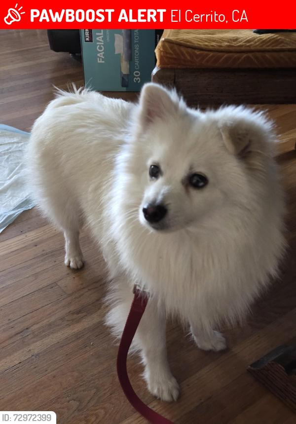 Lost Male Dog last seen Albany Middle School & Ohlone Greenway, Albany, CA 94706