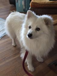 Lost Male Dog last seen Albany Middle School & Ohlone Greenway, Albany, CA 94706