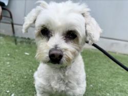 Shelter Stray Female Dog last seen , Los Angeles, CA 90025