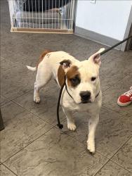 Shelter Stray Male Dog last seen , Los Angeles, CA 90025