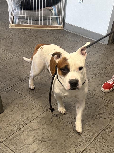 Shelter Stray Male Dog last seen , Los Angeles, CA 90025