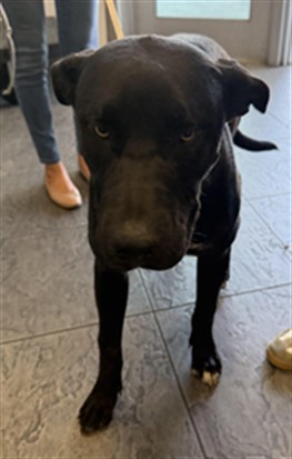 Shelter Stray Male Dog last seen , Los Angeles, CA 90025