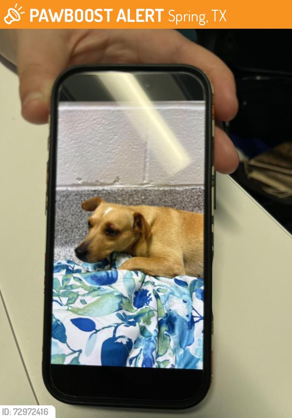 Found/Stray Female Dog last seen Hirschfield and tree hse Ln or Pine mist Ln, Spring, TX 77373