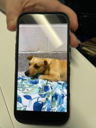 Found/Stray Female Dog last seen Hirschfield and tree hse Ln or Pine mist Ln, Spring, TX 77373