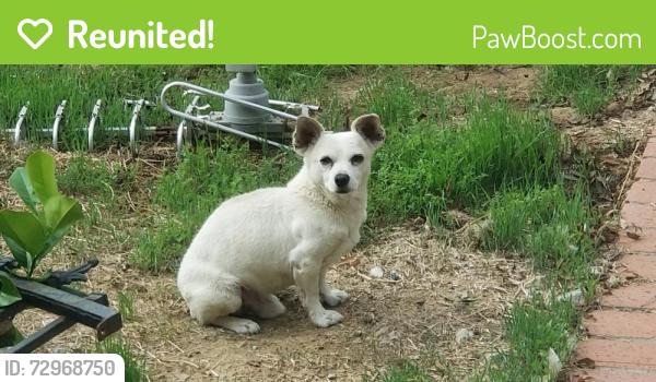 Reunited Male Dog last seen Between Paloma and Sanchez, Morgan Hill, CA 95037