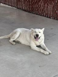 Found/Stray Male Dog last seen Sunset Blvd and Montana St, Tucson, AZ 85757
